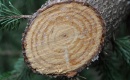 Jakie gatunki drewna są najbardziej podatne na uszkodzenia? Klucz do trwałości i impregnacji